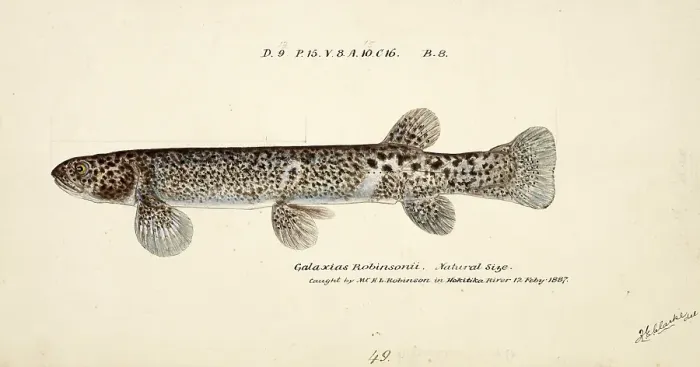 Framed Print : Galaxias brevipinnis, also called climbing galaxias, a freshwater fish of the genus Galaxias, fish, reproduction of an original, by Frank Edward Clarke (b. 1849, d. 1899), ichthyologist and scientific draughtsman Framed Print : Galaxias brevipinnis, also called climbing galaxias, a freshwater fish of the genus Galaxias, fish, reproduction of an original, by Frank Edward Clarke (b. 1849, d. 1899), ichthyologist and scientific draughtsman