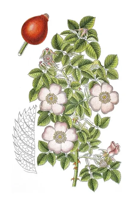 Framed Print : Gallic rose, French rose (Rosa gallica)