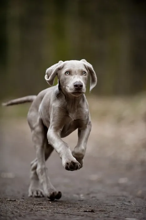 Framed Print : Galloping Weimaraner puppy Framed Print : Galloping Weimaraner puppy