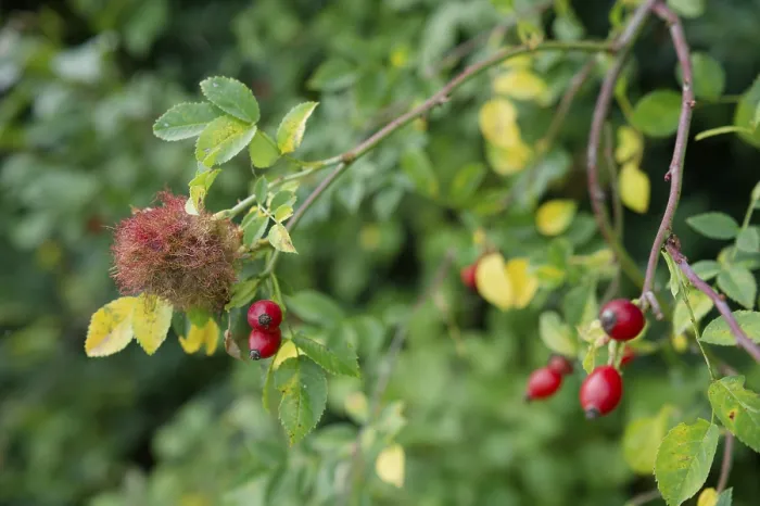 Framed Print : Galls of the rose gall wasp (Diplolepis rosae)