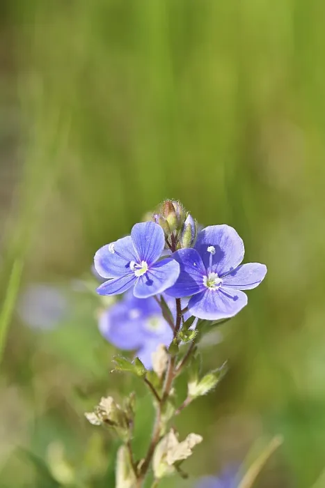 Framed Print : Gamander speedwell (Veronica chamaedrys)