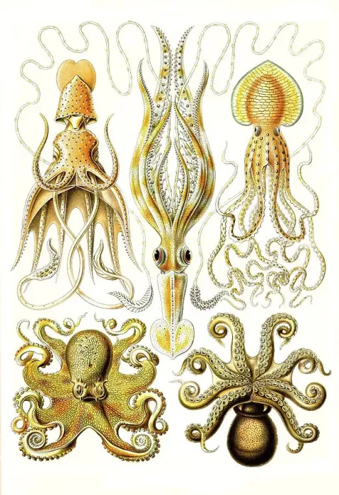 Framed Print : Gamochonia, Funnel Octopus, Art Forms of Nature Framed Print : Gamochonia, Funnel Octopus, Art Forms of Nature