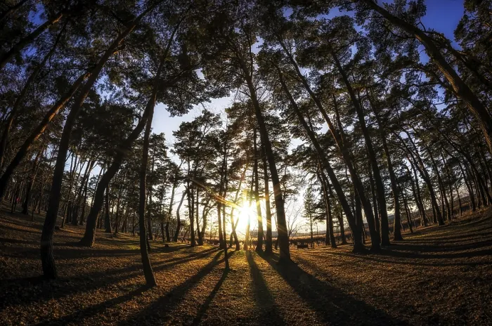 Framed Print : Gangneung pine tree forest taken during sunset
