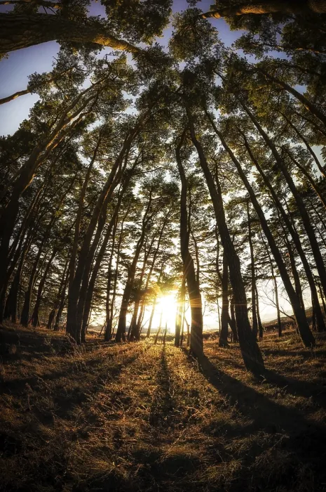 Framed Print : Gangneung pine tree forest taken during sunset
