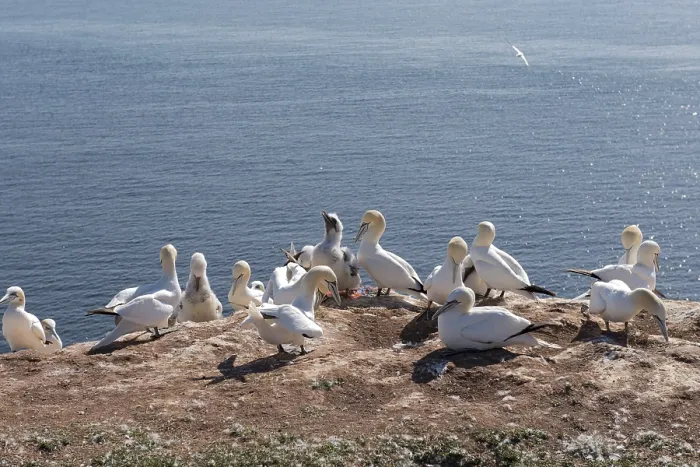 Framed Print : Gannet on the island of Heligoland Northern Gannet on the island of Heligoland