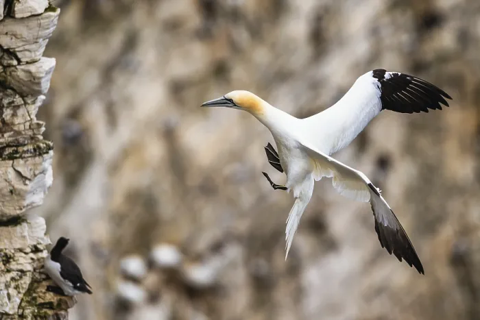 Framed Print : Gannet, Morus bassanus, bird in fly