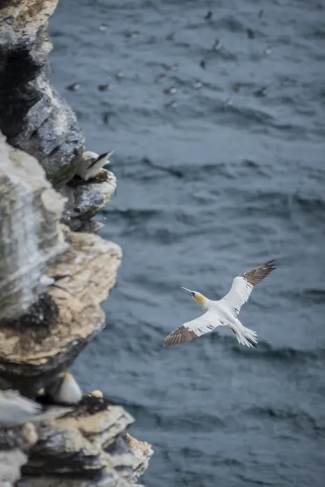 Framed Print : A gannet (Morus bassanus) lands in a breeding colony