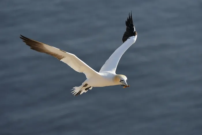 Framed Print : Gannet (Morus bassanus, Sula bassana) landing