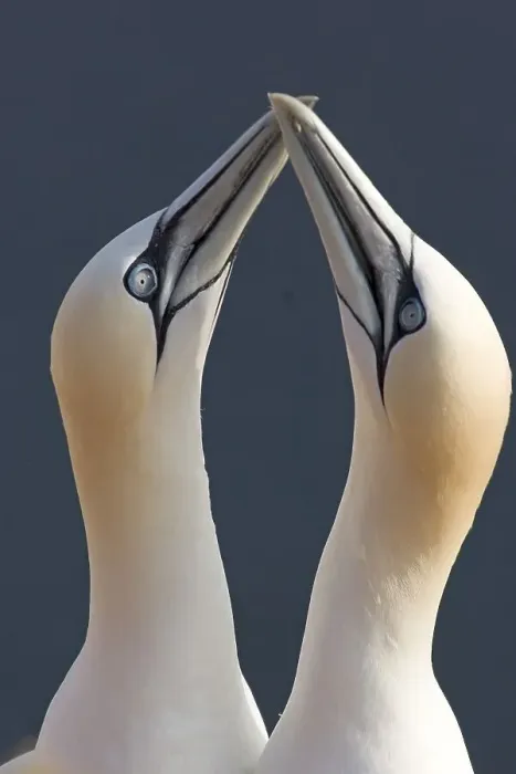 Framed Print : Two gannets mating behaviour