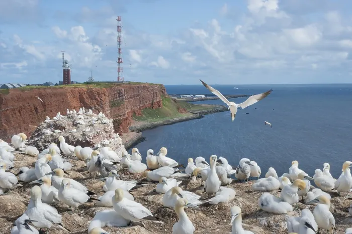 Framed Print : Many gannets (Morus bassanus) (synonym: Sula bassana) on cliffs of red sandstone