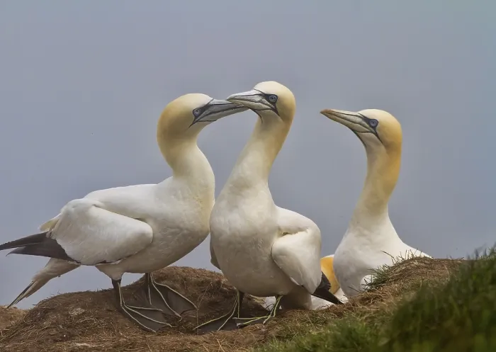 Framed Print : Gannets sat on the edge of a cliff