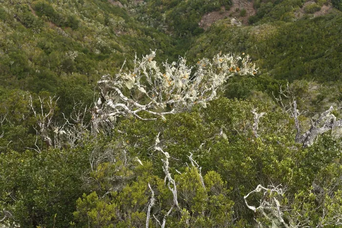 Framed Print : Garajonay National Park, Tree heath forest