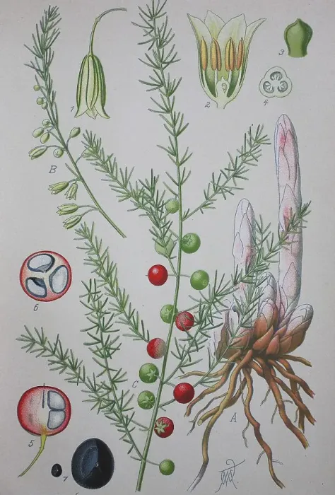 Framed Print : Garden asparagus (Asparagus officinalis) Framed Print : Garden asparagus (Asparagus officinalis)