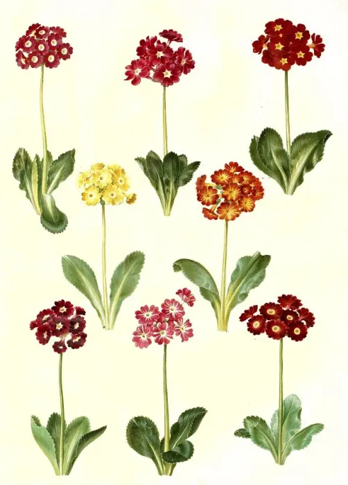 Framed Print : Garden auricula, bastard auricula -- pubescens