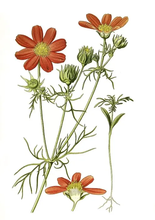 Framed Print : Garden cosmos or Mexican (Cosmos bipinnatus) aster Framed Print : Garden cosmos or Mexican (Cosmos bipinnatus) aster