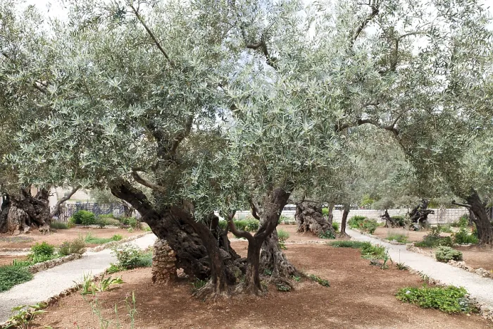 Framed Print : Garden of Gethsemane.Thousand-year olive trees Framed Print : Garden of Gethsemane.Thousand-year olive trees