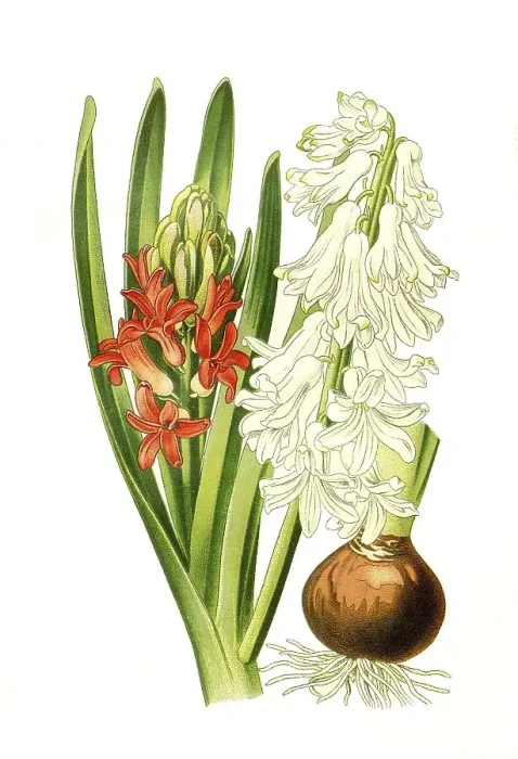 Framed Print : Garden Hyacinth (Hyacinthus orientalis)