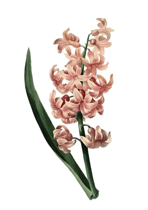 Framed Print : Garden hyacinth (Hyacinthus orientalis) Framed Print : Garden hyacinth (Hyacinthus orientalis)