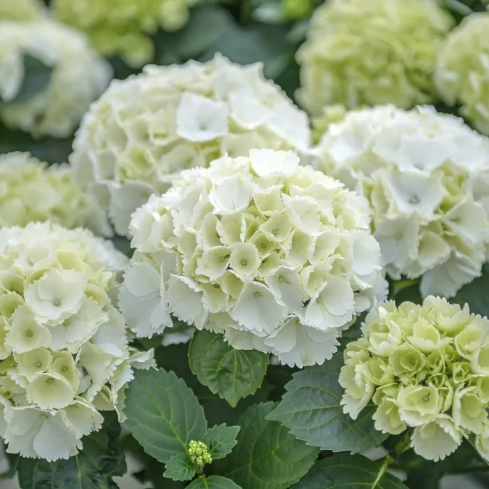Framed Print : Garden hydrangea (Hydrangea macrophylla Lilienstein')