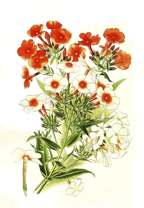Framed Print : Garden phlox, perennial phlox or summer phlox Framed Print : Garden phlox, perennial phlox or summer phlox