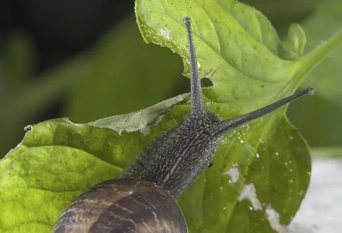 Framed Print : Garden Snail (Helix aspersa) adult