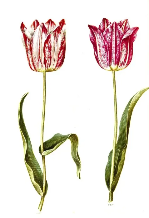 Framed Print : Garden tulip (Tulipa) gesneriana