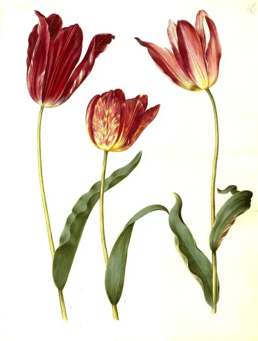 Framed Print : Garden tulip (Tulipa) gesneriana Framed Print : Garden tulip (Tulipa) gesneriana