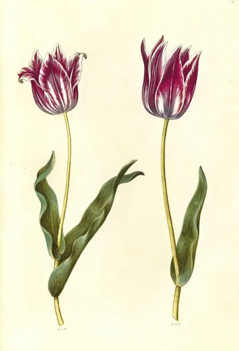 Framed Print : Garden tulip (Tulipa) gesneriana Framed Print : Garden tulip (Tulipa) gesneriana