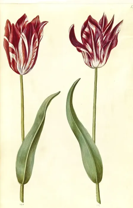 Framed Print : Garden tulip (Tulipa) gesneriana