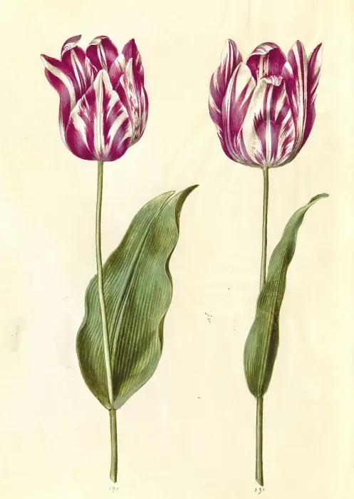 Framed Print : Garden tulip (Tulipa) gesneriana