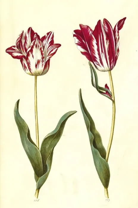 Framed Print : Garden tulip (Tulipa) gesneriana