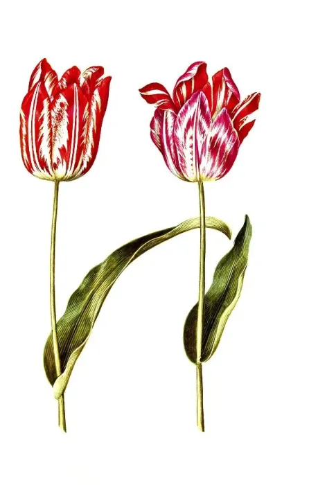 Framed Print : Garden tulip (Tulipa), variation of the tulip gesneriana Framed Print : Garden tulip (Tulipa), variation of the tulip gesneriana