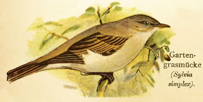 Framed Print : Garden warbler (Sylvia borin) historical illustration Framed Print : Garden warbler (Sylvia borin) historical illustration