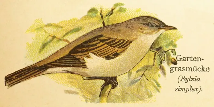 Framed Print : Garden warbler (Sylvia borin) World of birds