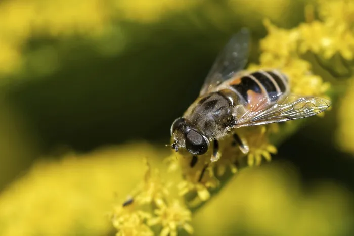 Framed Print : Garden wedge-spotted hoverfly