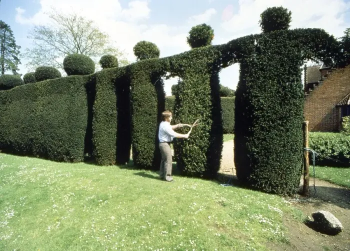 Framed Print : Gardener cuts human figures from a hedge Framed Print : Gardener cuts human figures from a hedge