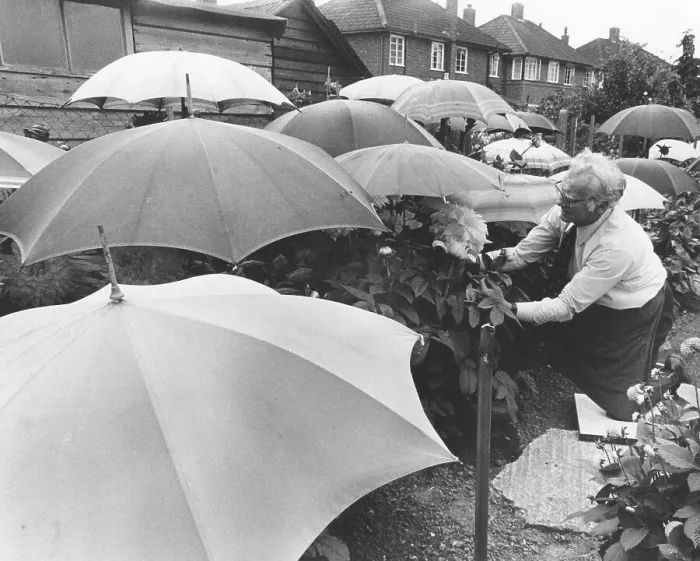 Framed Print : Gardener with umbrellas, England, Great Britain Framed Print : Gardener with umbrellas, England, Great Britain