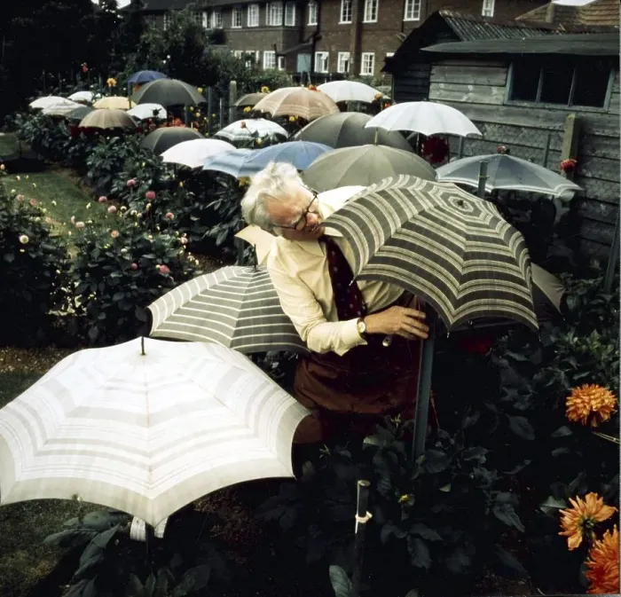 Framed Print : Gardener with umbrellas, England, Great Britain
