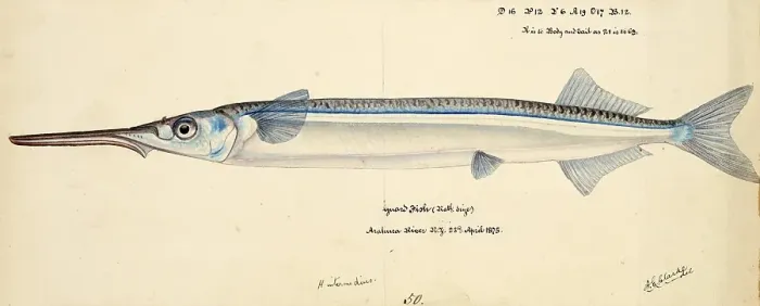 Framed Print : Garfish, piper or known under the MAori name Takeke, Hyporhamphus ihi, garfish, piper, fish, reproduction of an original, by Frank Edward Clarke (b. 1849, d. 1899), ichthyologist and scientific draughtsman