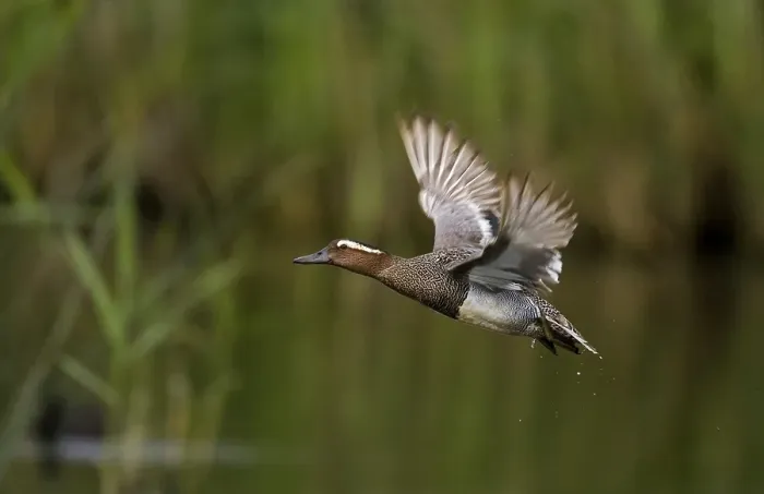 Framed Print : Garganey (Anas querquedula) adult male on the run