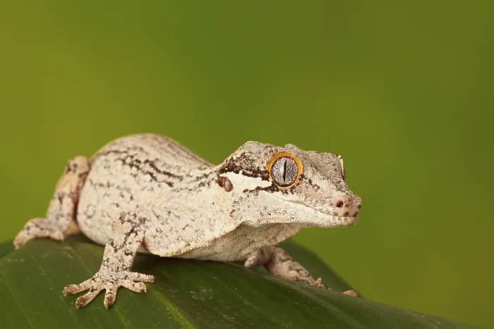 Framed Print : Gargoyle gecko (Rhacodactylus auriculatus) Framed Print : Gargoyle gecko (Rhacodactylus auriculatus)