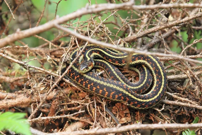 Framed Print : Garter snake (Thamnophis sirtalis)