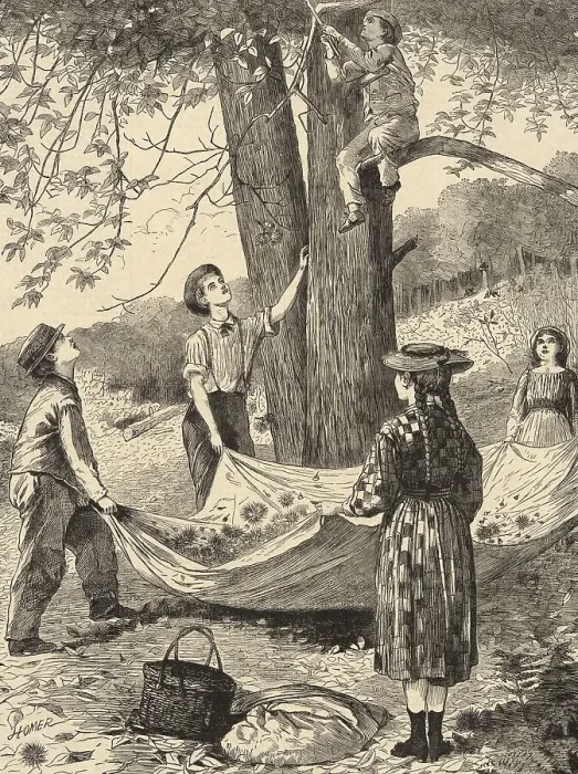 Framed Print : Gathering chestnuts, under a chestnut tree
