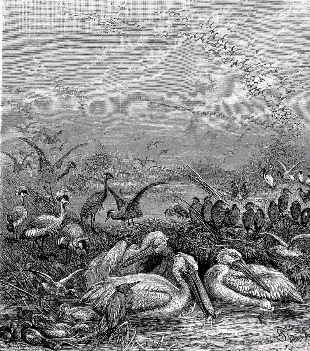 Framed Print : Gathering of various migratory birds in an African wetland Framed Print : Gathering of various migratory birds in an African wetland