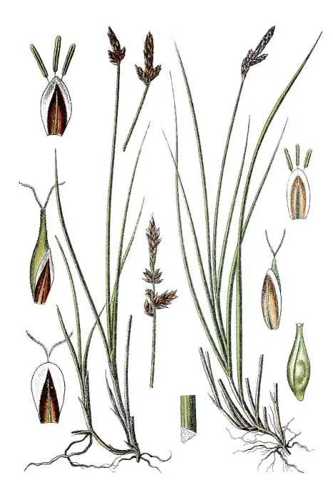 Framed Print : Gaudin Sedge (Carex gaudiniana) Framed Print : Gaudin Sedge (Carex gaudiniana)