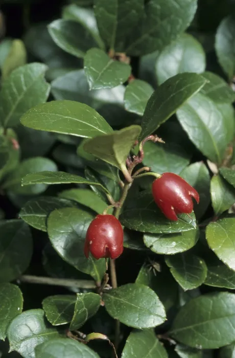 Framed Print : Gaultheria procumbens (Gaultheria procumbens)