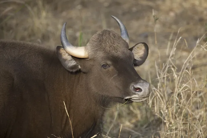 Framed Print : Gaur (Bos gaurus), adult female