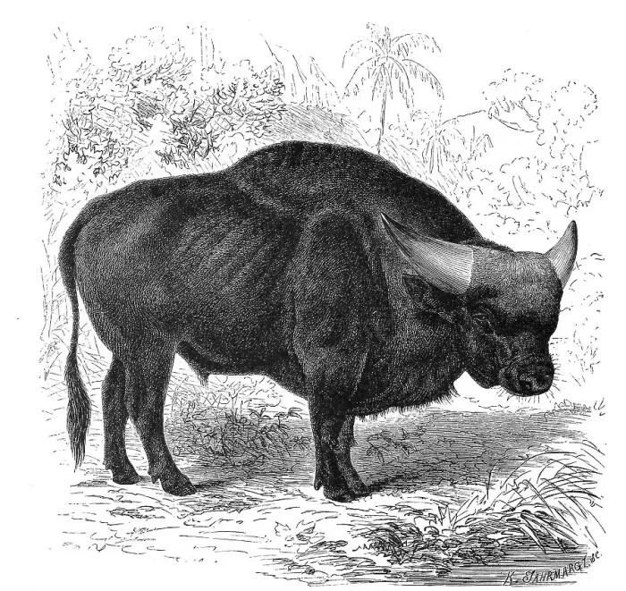 Framed Print : The gaur (Bos gaurus), common in South and Southeast Asia Framed Print : The gaur (Bos gaurus), common in South and Southeast Asia