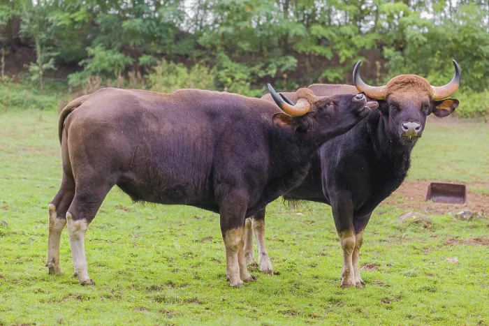 Framed Print : Two Gaur (Bos gaurus gaurus) stand on a green meadow
