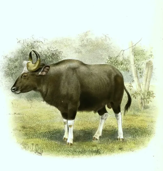 Framed Print : Gaur (Bos gaurus), the largest living representative of cattle